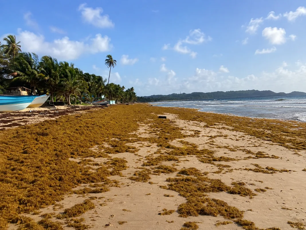 SARGASSUM BUILDUP HITS MAYARO COASTLINE