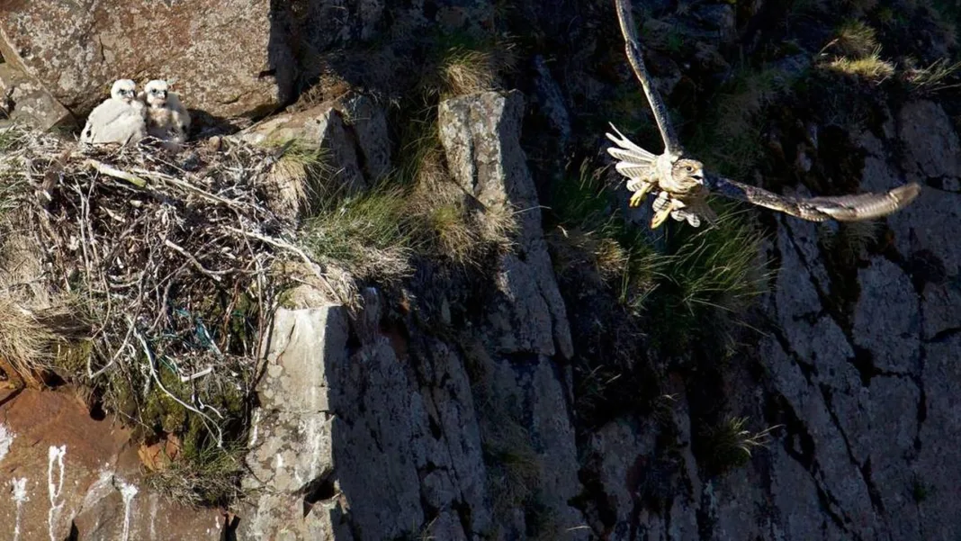 Gyrfalcon population in Northeast Iceland up by a third