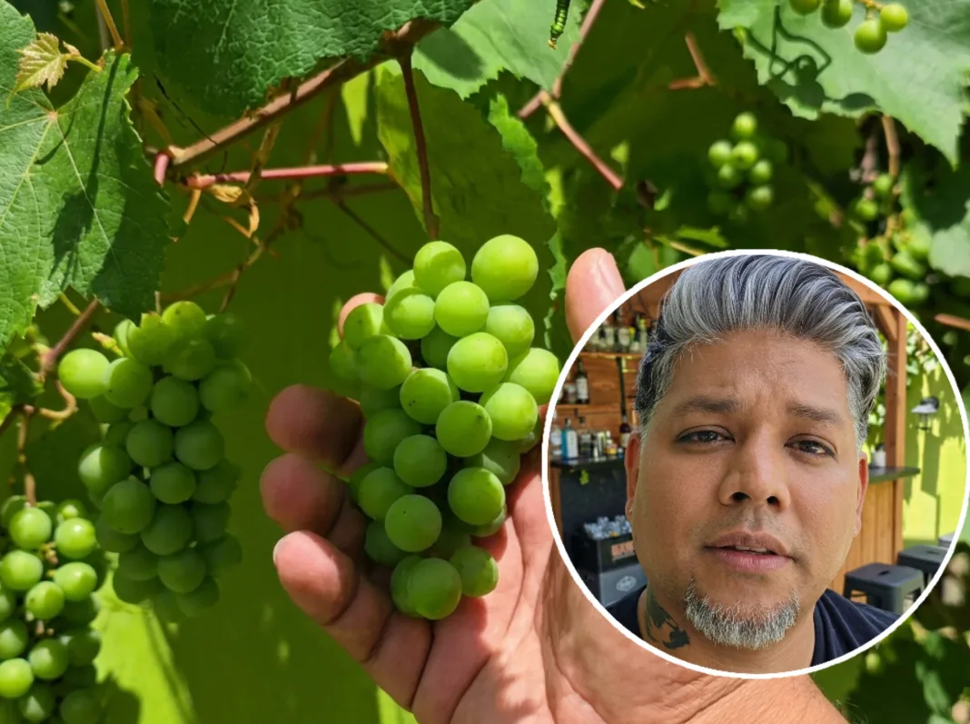 Trinidad Farmer Grows Grapes, Defying Local Skepticism