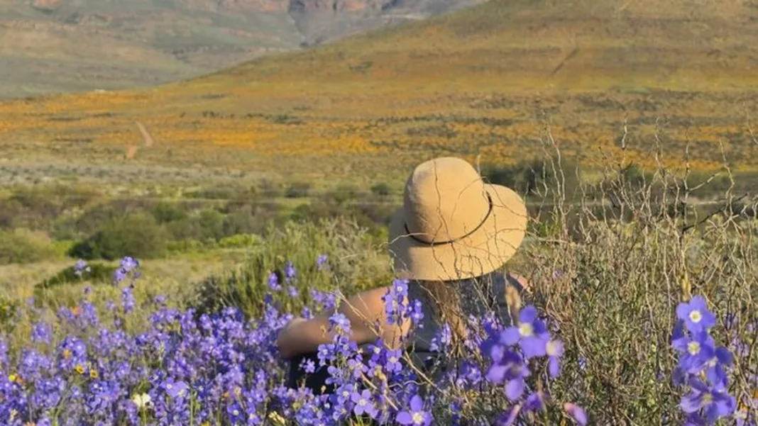 Discover South Africa’s Wildflowers in the Western Cape