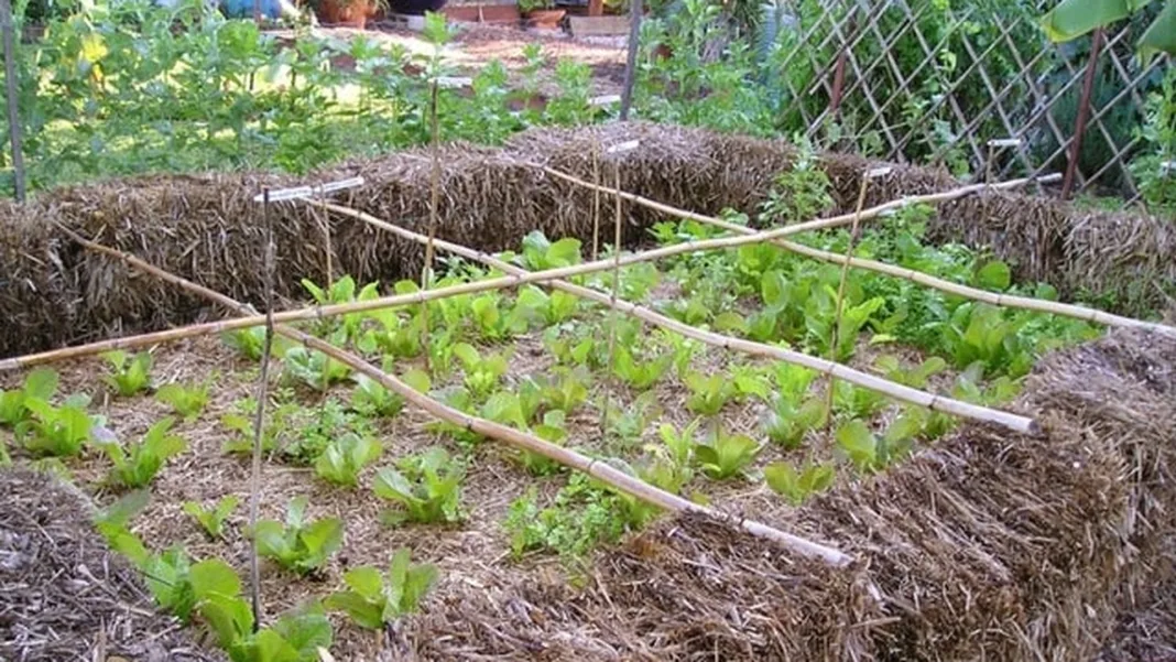 How a sustainable garden grows