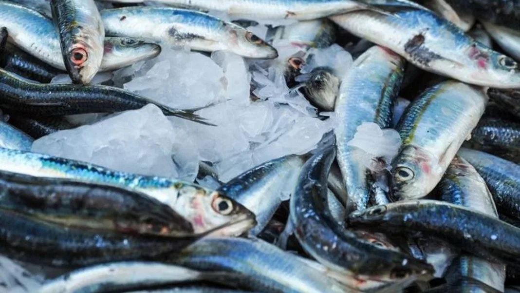 Croatia moves to cut sardine fishing days as Adriatic stocks hit historic low