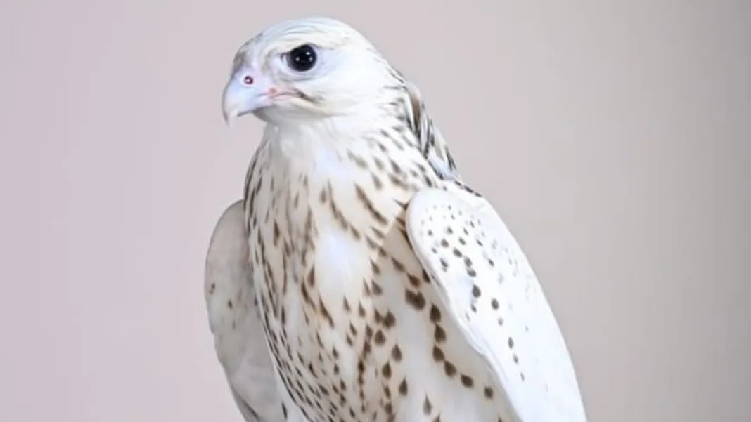 Rare white falcon sells for record AED1.5 million at ADIHEX 2026