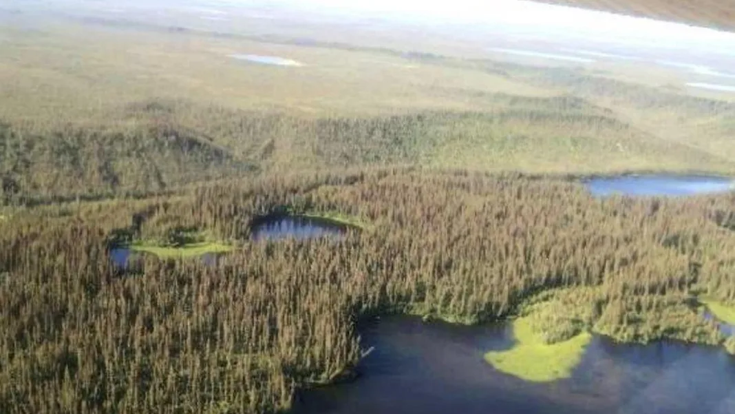 NWT forests under stress from insect-caused defoliation, drought and tree mortality: report