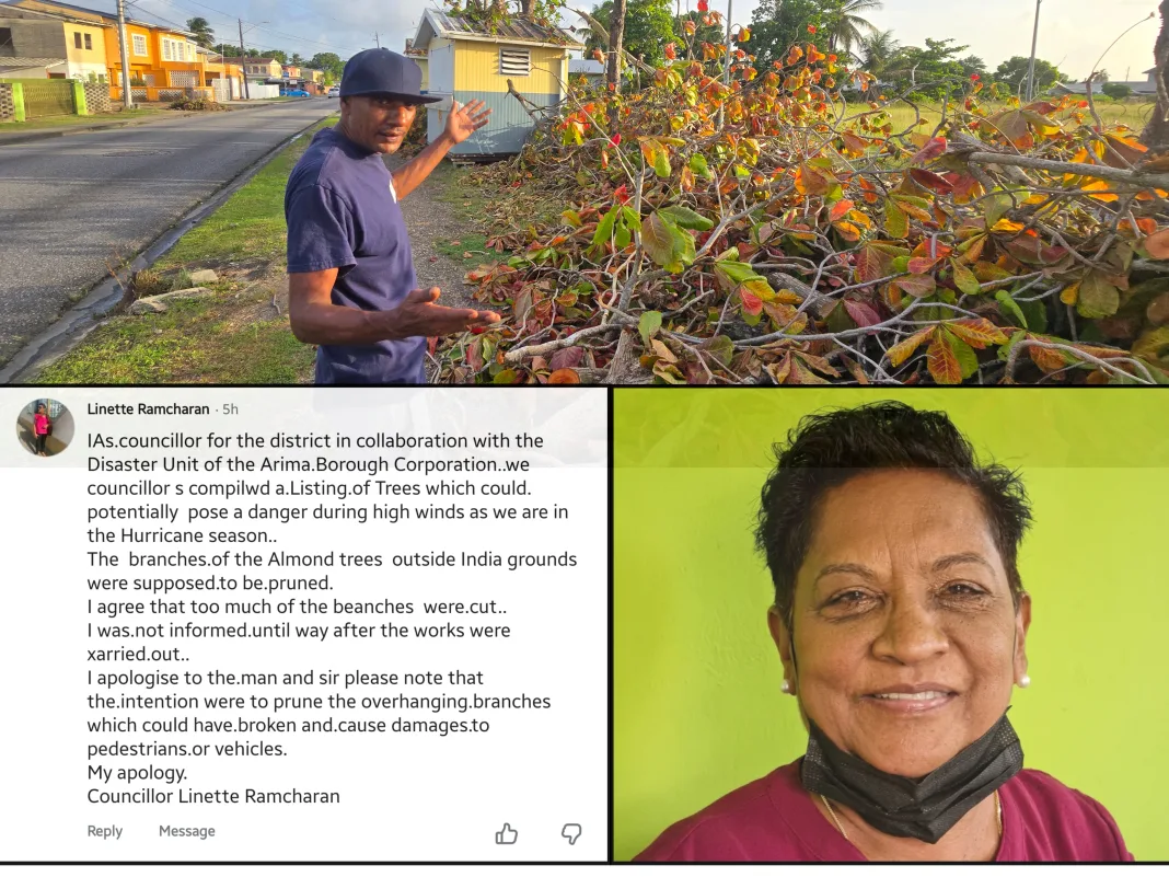 Councillor Apologises After Malabar Almond Trees Were Over-Pruned During Works