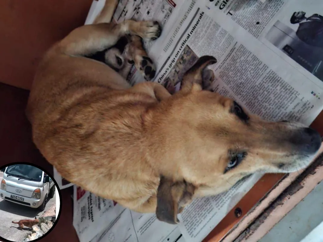 Dog Struck by Van in Arouca Dies After Rescue