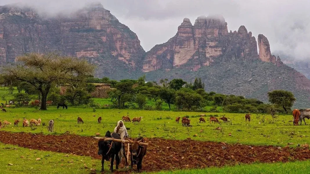Cluster Farm by Smallholder Farmers in Ethiopia Reaches 13 Million Hectares