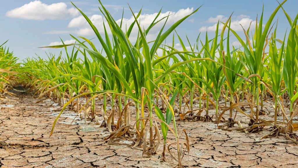 Trinidad and Tobago Face Drought Threat: Conservation Urged as Dry Conditions Loom