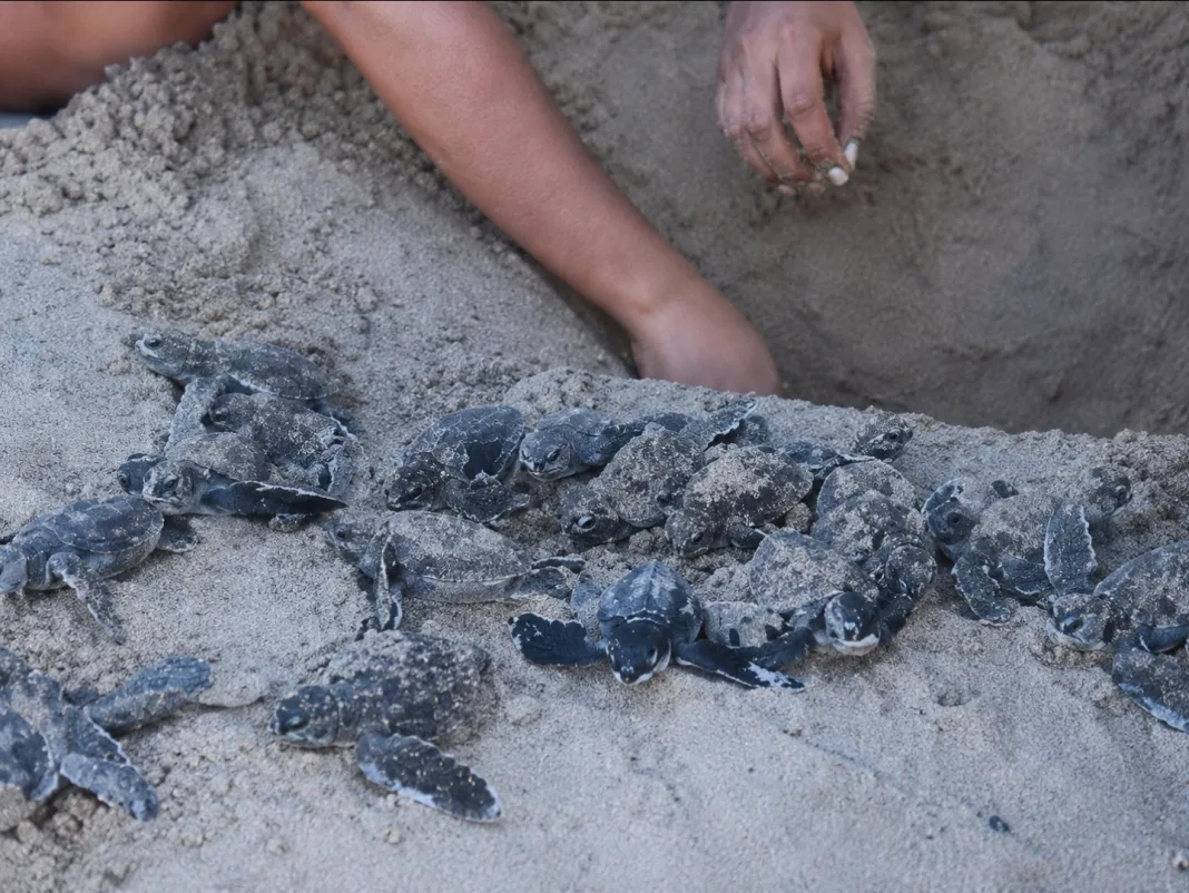 Video Showing Baby Leatherback Turtles Being Dug Up Sparks Outrage Online