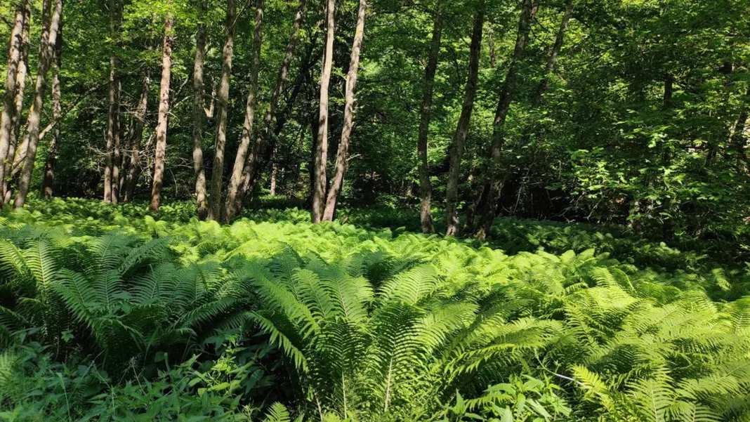 Slovakia has its own ‘Jurassic Park’. Here’s where to find it