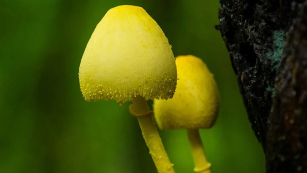 8 Rare Mushrooms Hidden in India’s Rain-Soaked Forests