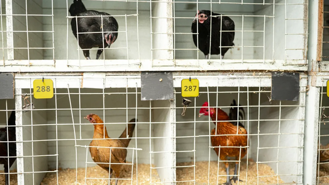 Royal Adelaide Show bird events cancelled due to H5 bird flu