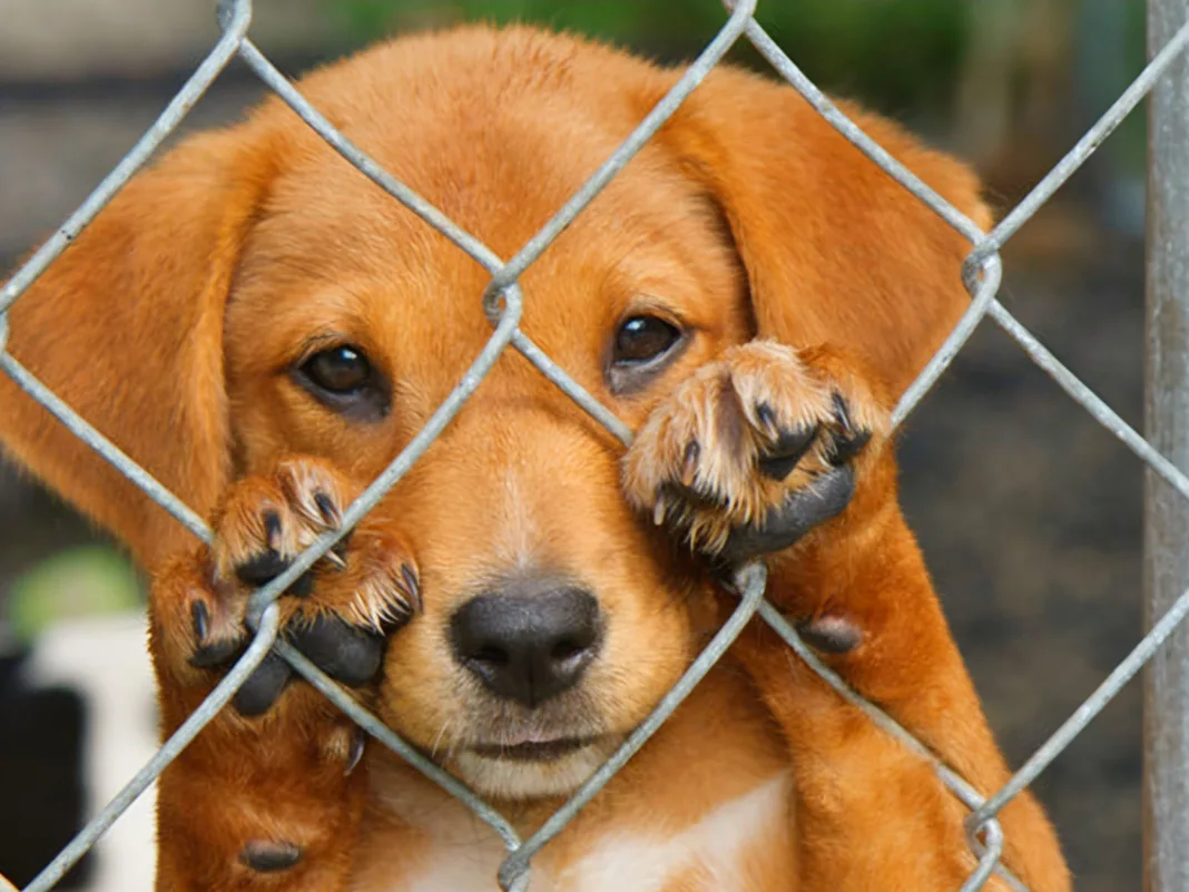 Animal Cruelty Can Bring $200,000 Fine and Five Years Imprisonment