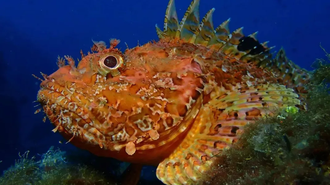Divers prepare for Monaco’s underwater photography contest