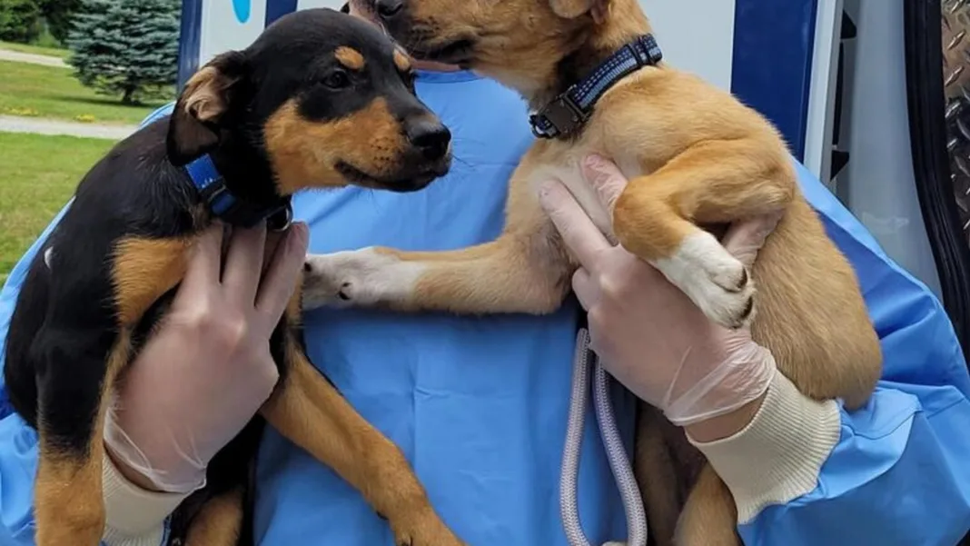 Ontario SPCA receives $28,500 grant to support animals impacted by wildfires
