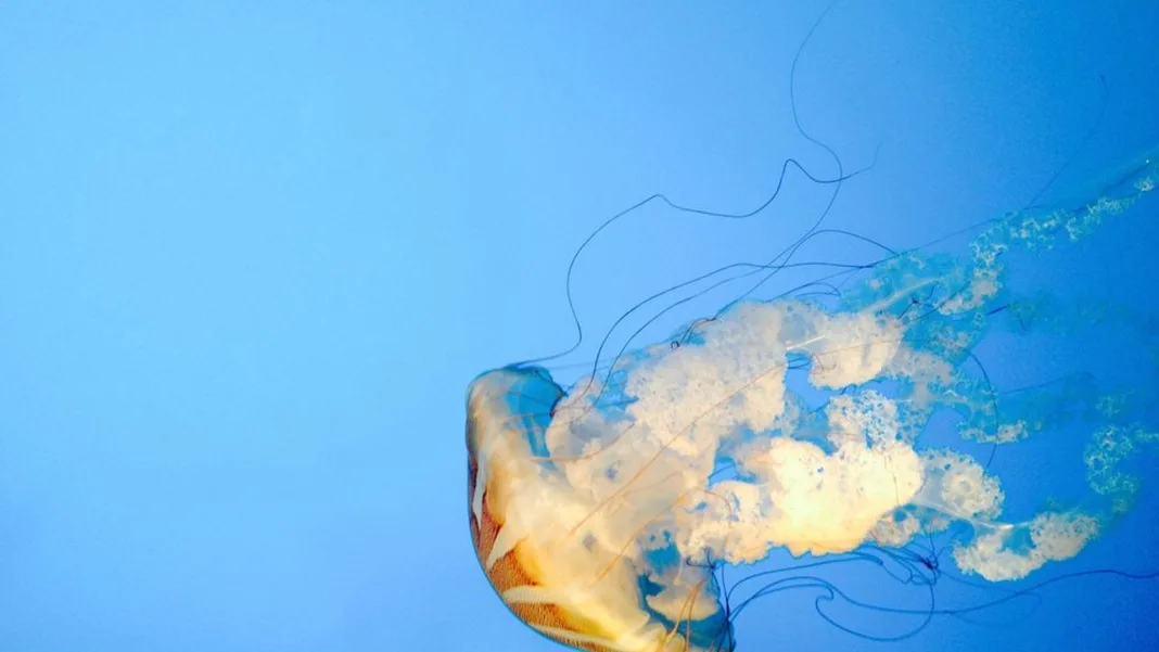New species are changing the Adriatic: Croatian scientists launch early-warning system