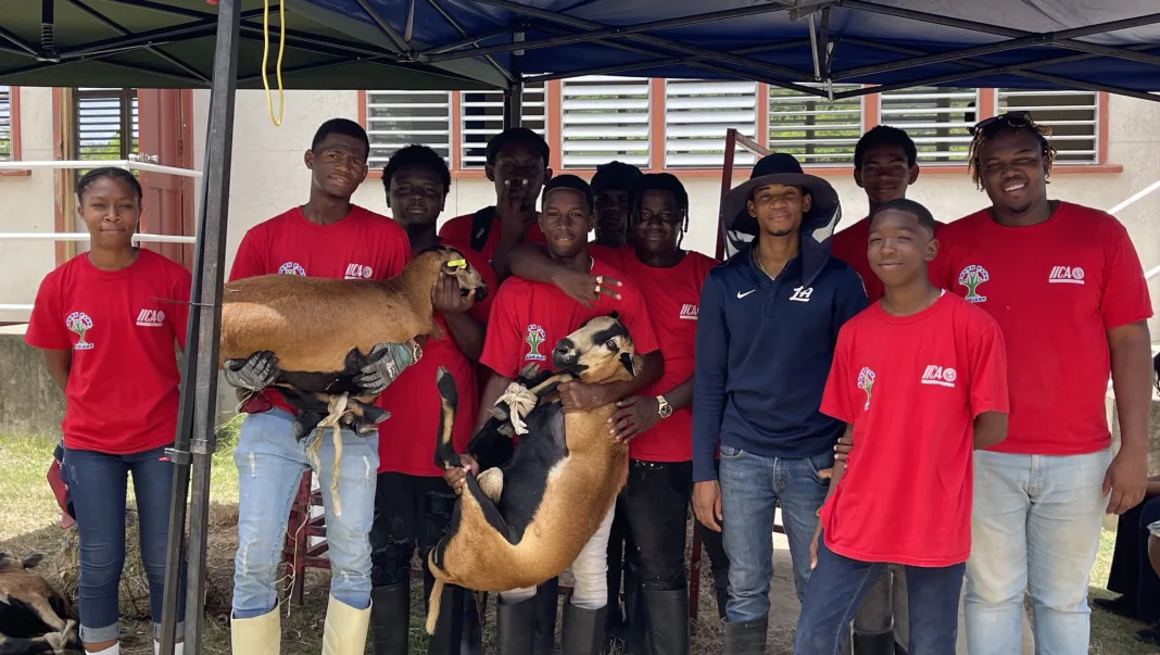 Barbados: Youth Farmers Showcase Poultry, Livestock Skills