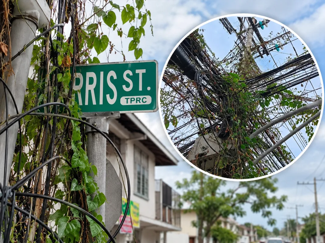 Overgrown Vines Entangle Utility Poles and Street Sign on Paris Street, Prompting Safety Warning