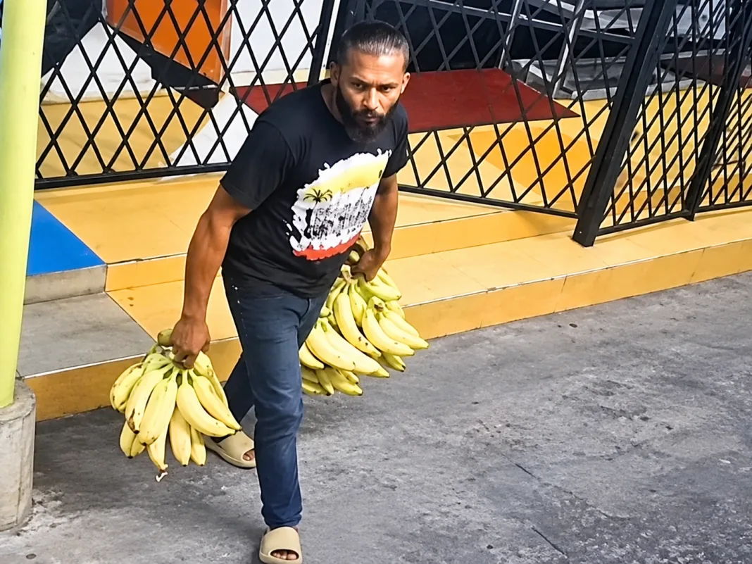 Cocoyea Vendor Loses 213 lbs of Plantains to Early-Morning Thief, Authorities Seek Witnesses