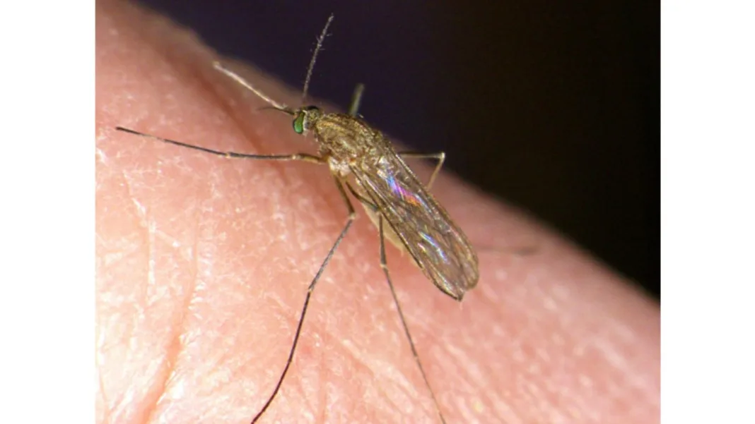 West Nile virus infections confirmed in nine people in the Netherlands