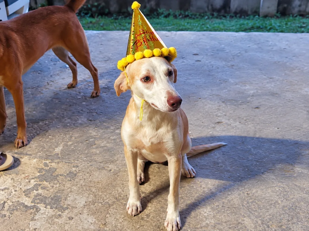 Owner Appeals For Help Finding Missing Dog Pipi-Ting In Sangre Grande