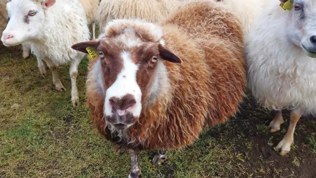 Name That Sheep: Week Eight