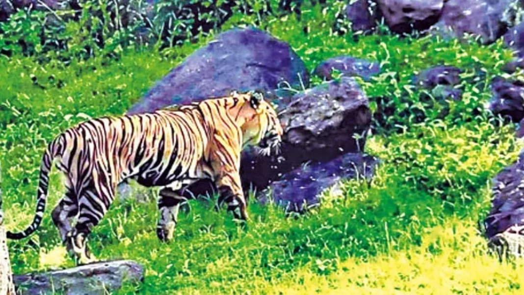 தேக்கடி ஏரி பகுதியில் உலா வந்த புலி: கண்டுகளித்த சுற்றுலா பயணிகள்