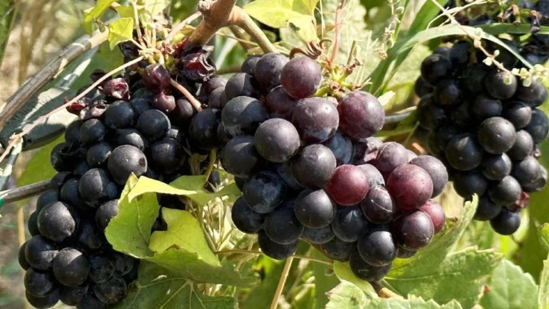 QUIZ: A tasty celebration of food