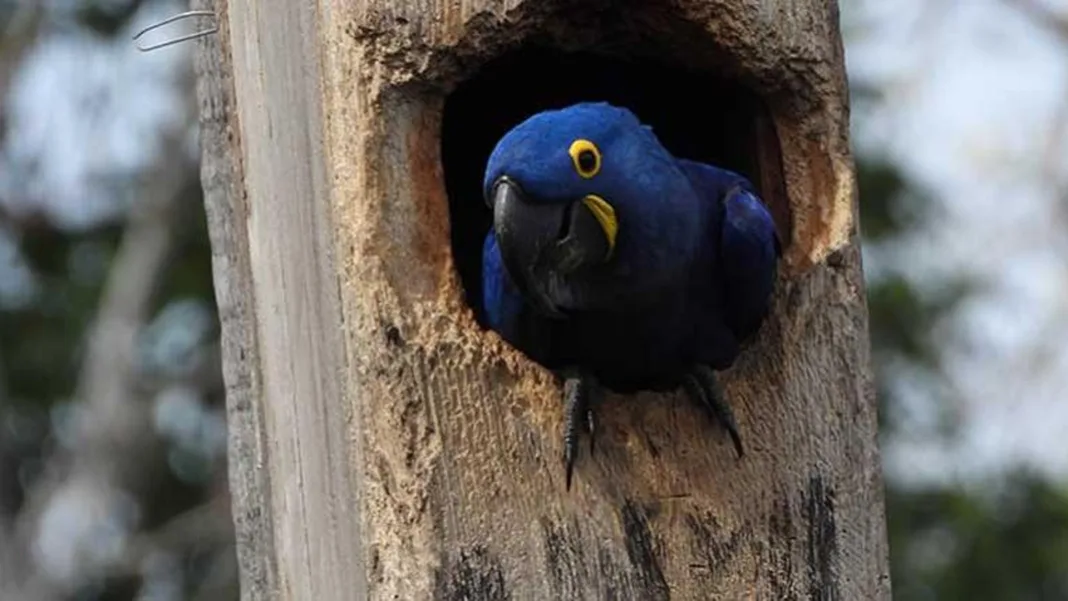 Dos pichones de paraba azul nacen por primera vez en una caja nido en el Pantanal boliviano