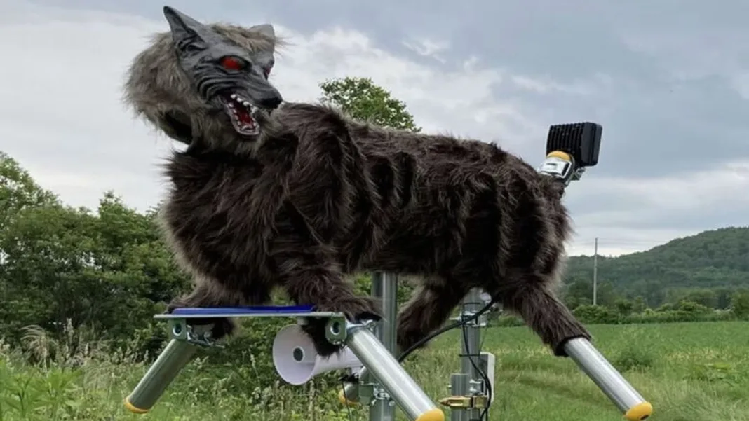 Japan is using AI, drones and wolf robots to keep bears at bay