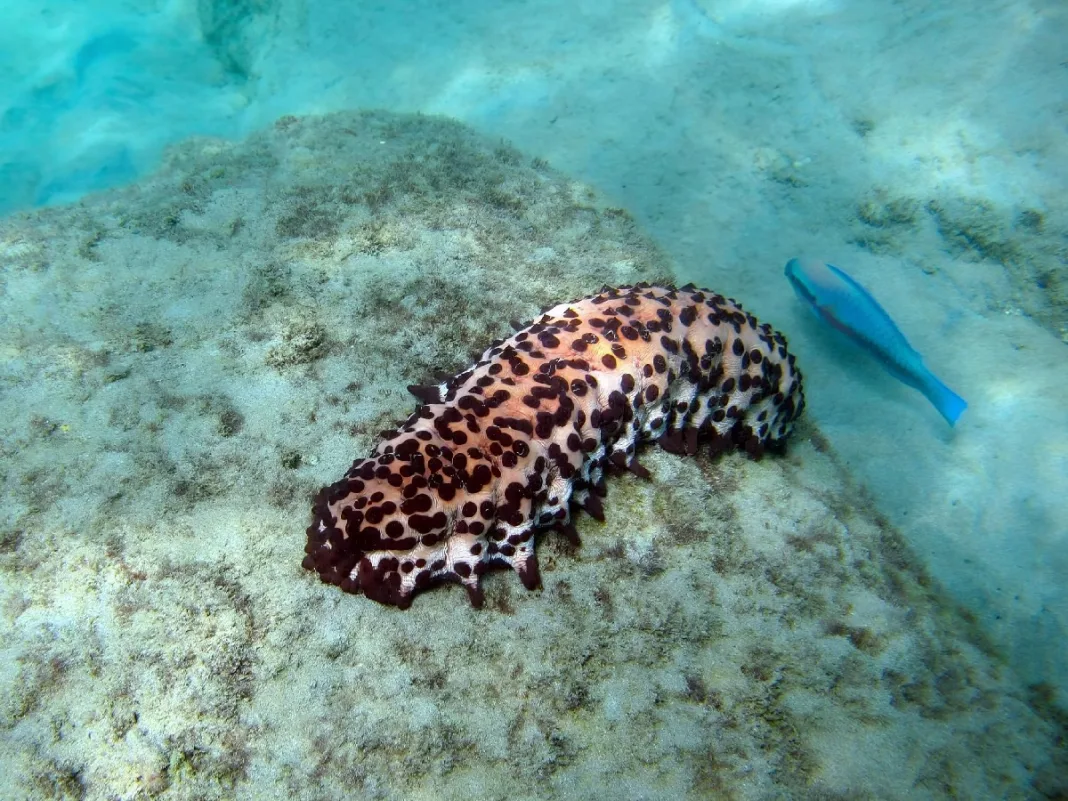 Chocolate chip sea cucumber spotted beneath Tobago’s beautiful Caribbean waters