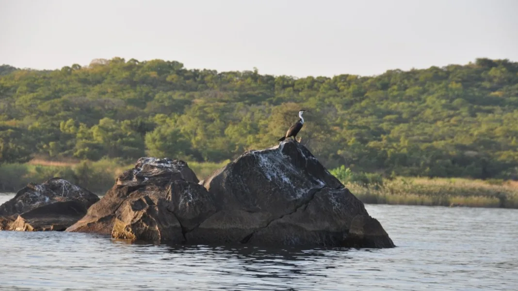 Military Personnel Encouraged to Take Action Following Terrorist Attack in Niassa Reserve