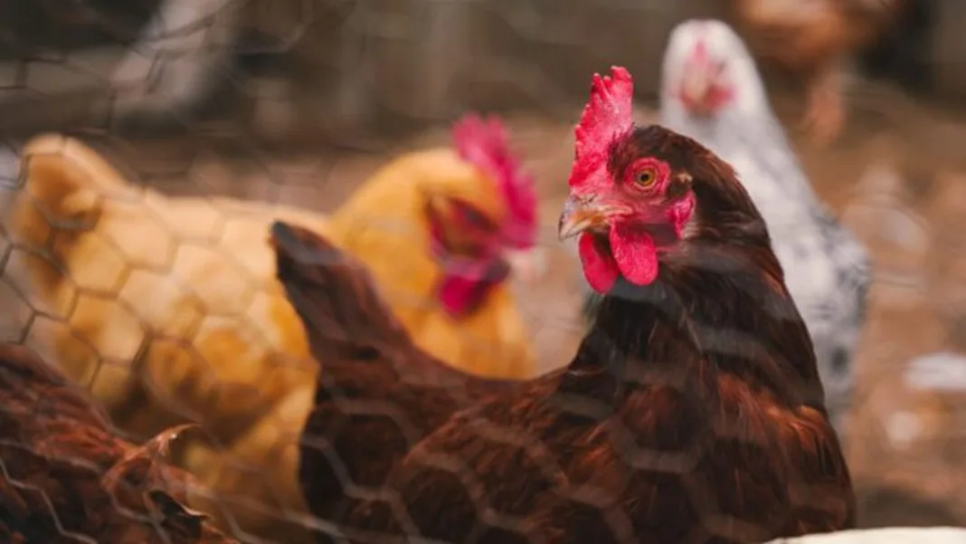 National Seminar to prepare Dominica’s livestock farmers for expanded poultry and pig production
