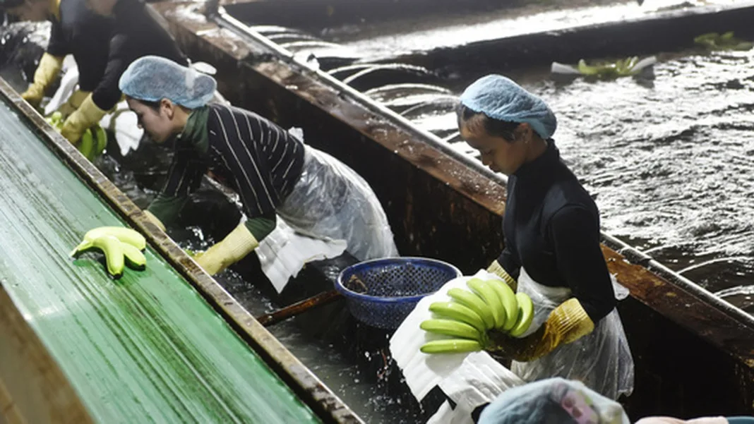 CAMBODIA-ODDAR MEANCHEY-BANANA-CHINESE-INVESTED FACTORY