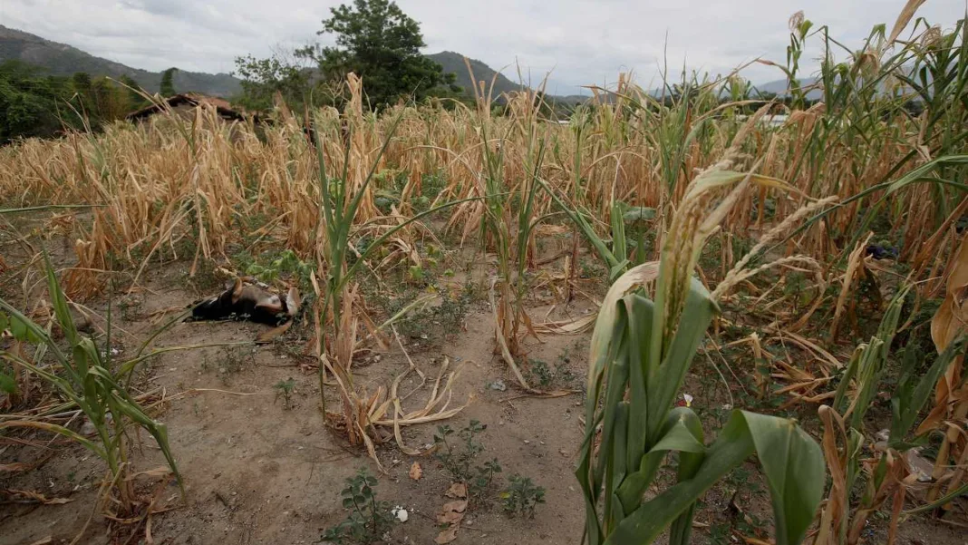 Sequía récord golpea a Guatemala y el ICC anticipa una época seca crítica desde diciembre
