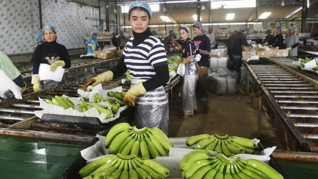 Fresh banana exports to China lift incomes in NW Cambodia’s border province