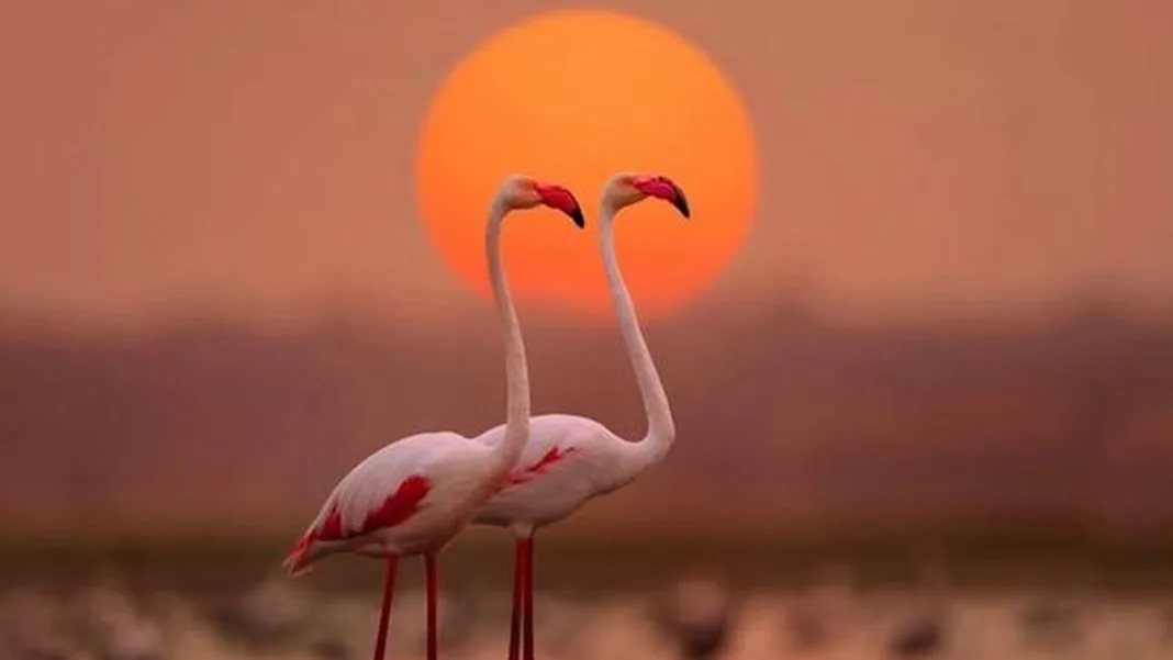 8 Unexpected Places in India Where You Can Spot Flamingos, Pelicans & Rare Birds