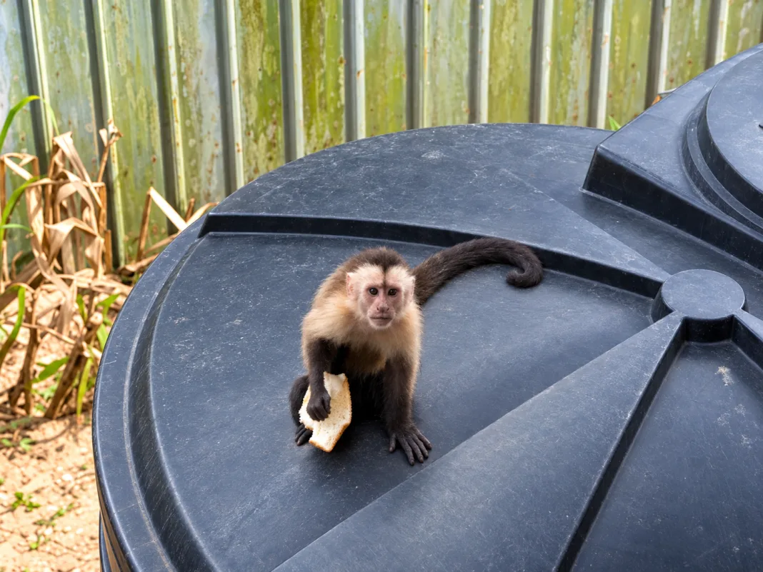 Capuchin Monkey Captured in Jarvis Street After Three-Week Property Damage Standoff
