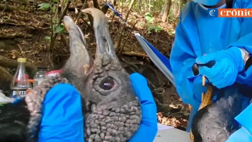 Bolaspamba inicia seguimiento satelital de tres especies de gallinazos