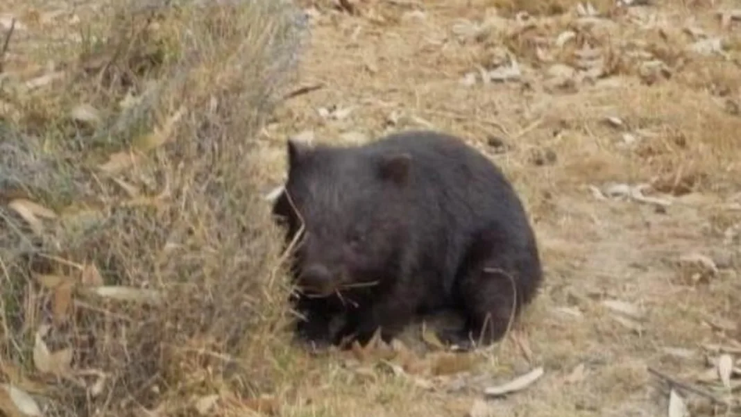 Grants grow native habitat