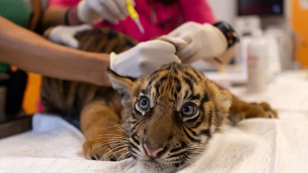 World’s most endangered tigers born in Greek zoo