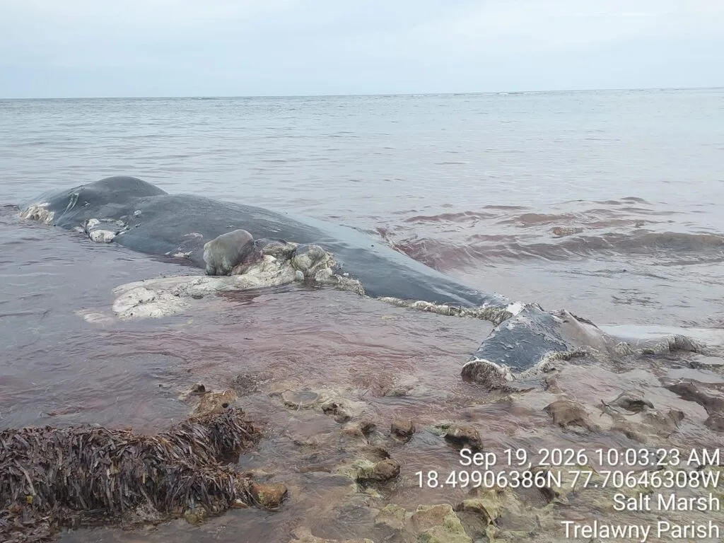 Jamaica: NEPA urges caution as sharks feed on whale carcass in Salt Marsh