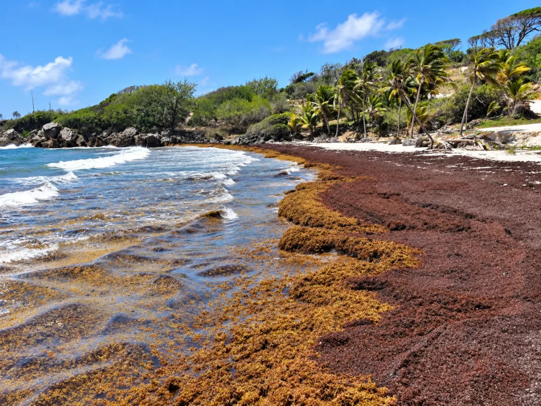 Barbados removes 3.6 million pounds of sargassum