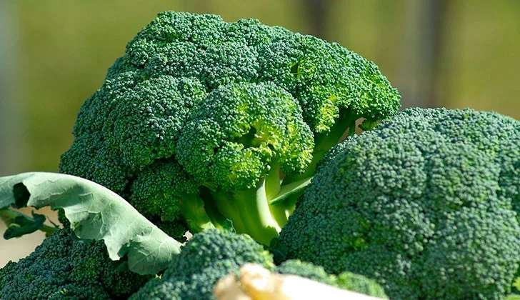 Cómo cocinar brócoli con métodos profesionales para preservar la fibra natural y optimizar el sabor