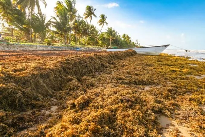 Barbados And European Union Explore Technology And Investment To Tackle Sargassum Problem