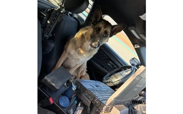 Perro se sube a patrulla y facilita su propio rescate