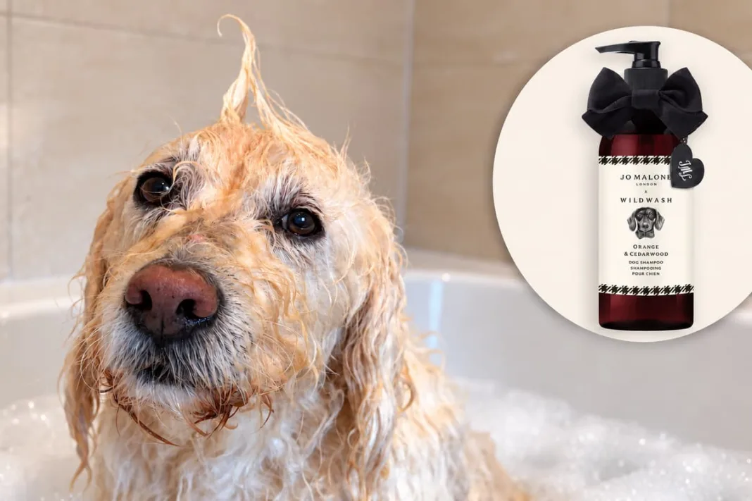 I tried Jo Malone London’s first dog shampoo on my bath-hating Labradoodle