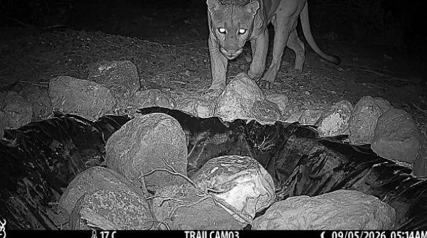 Video.- Puma recorre con sus garras las dunas de Samalayuca