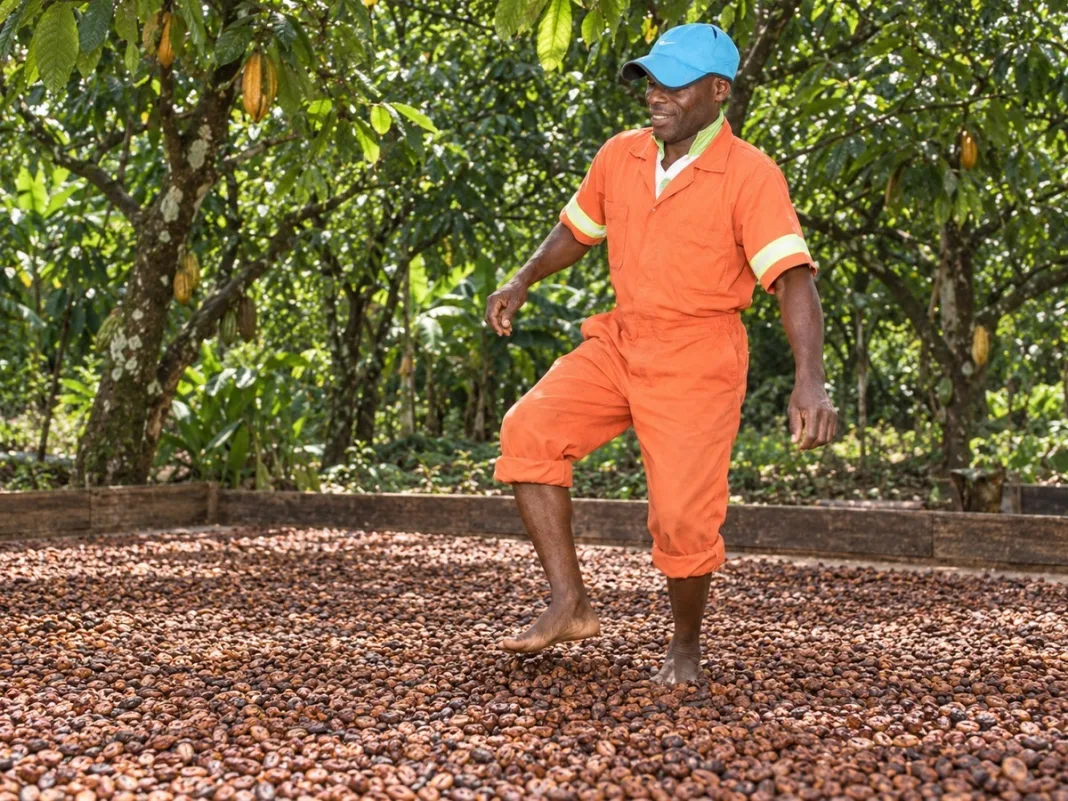 Trinidad Cocoa Farmers Once Danced On Beans To Polish Them For Better Prices