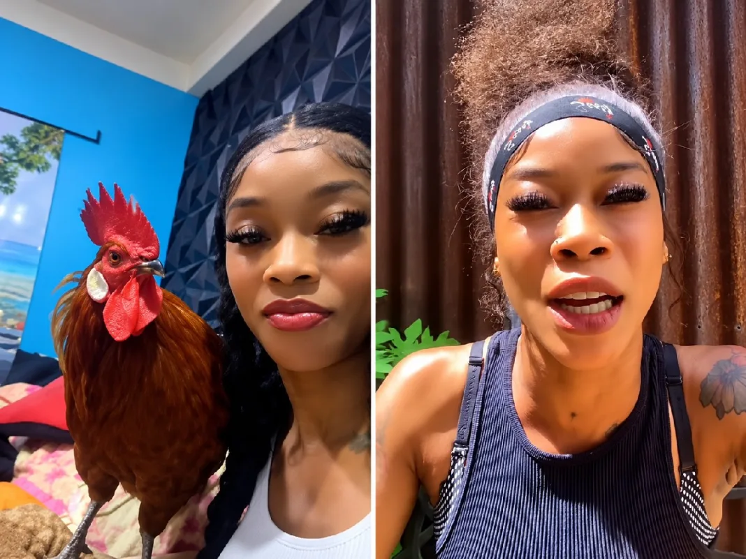 Matara French Demands Chicken Back After Alleged Yard Theft Incident